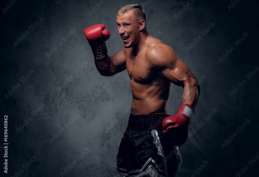 Shirtles boxer over grey background. Shirtles boxer over grey background.