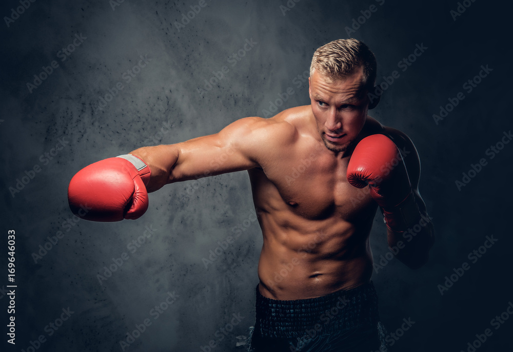 Shirtles boxer over grey background. Shirtles boxer over grey background.