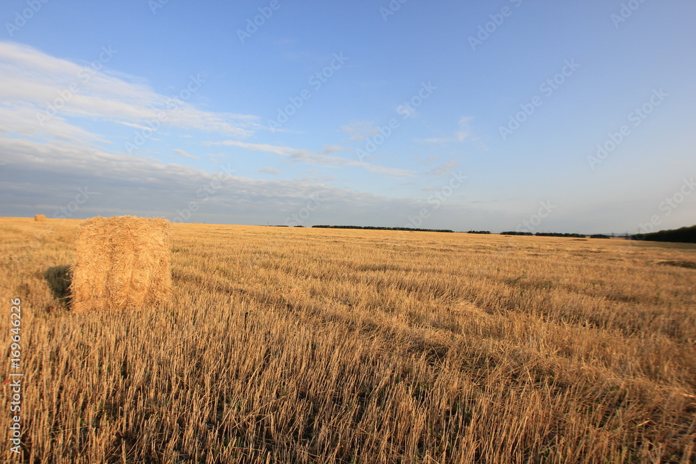 wheat field after harvest