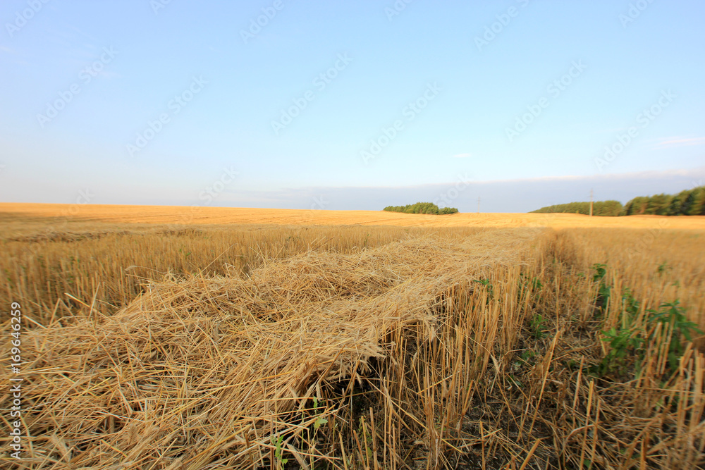 Fototapeta premium wheat field after harvest