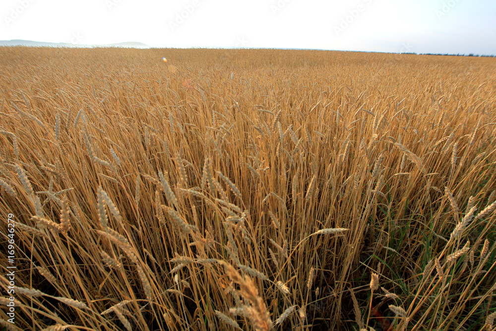 Fototapeta premium wheat field at dawn