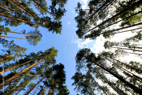 bottom view of the tops of tall pines in the forest © albert