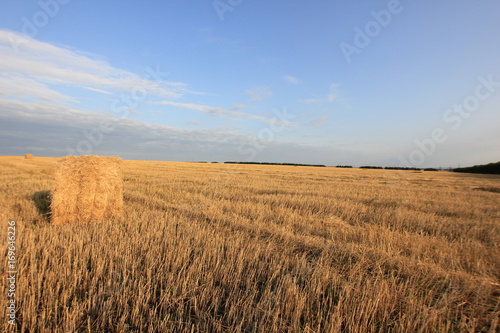 wheat field after harvest © albert