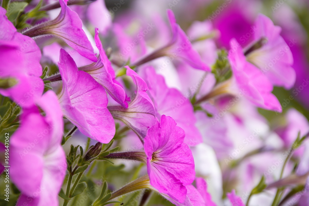 Obraz premium цветы розовой петунии клумба на размытом фоне 