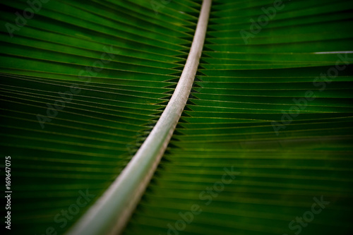 Coconut tree leaf texture