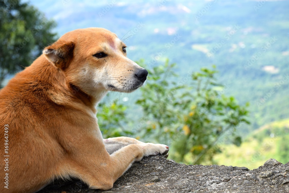 Hund blickt in die schöne Landschaft Hund blickt in die schöne Landschaft