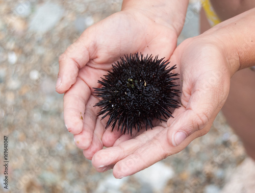 Sea urchin on palms of child