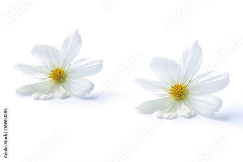 white cosmos flower isolated