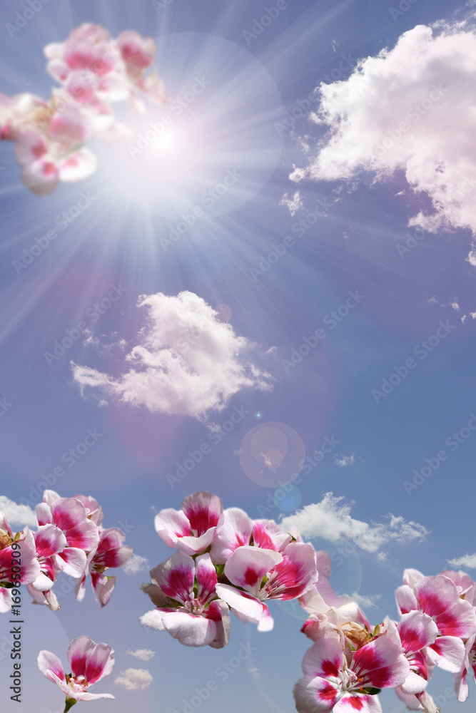 pink flowers on blue sky background