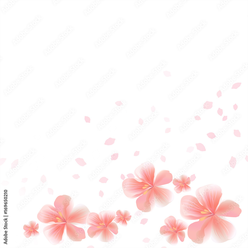 Flying Pink Sakura flowers and petals isolated on White background. Apple-tree flowers. Cherry blossom. Vector