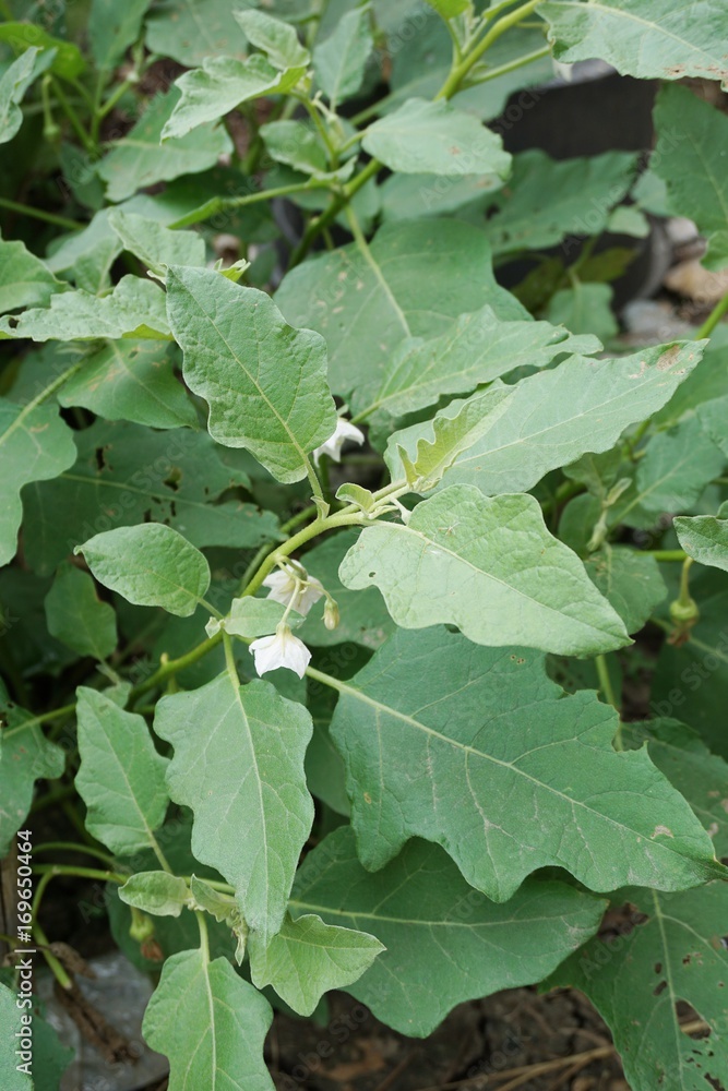 Solanum virginianum plant in nature garden Solanum virginianum plant in nature garden