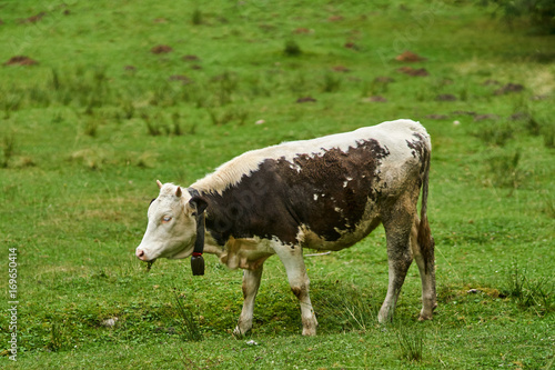 Cow on a pasture in the alps
