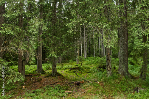 Pine forest in the mountains