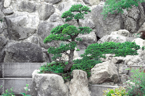 Photography Bonsai tree among stones
