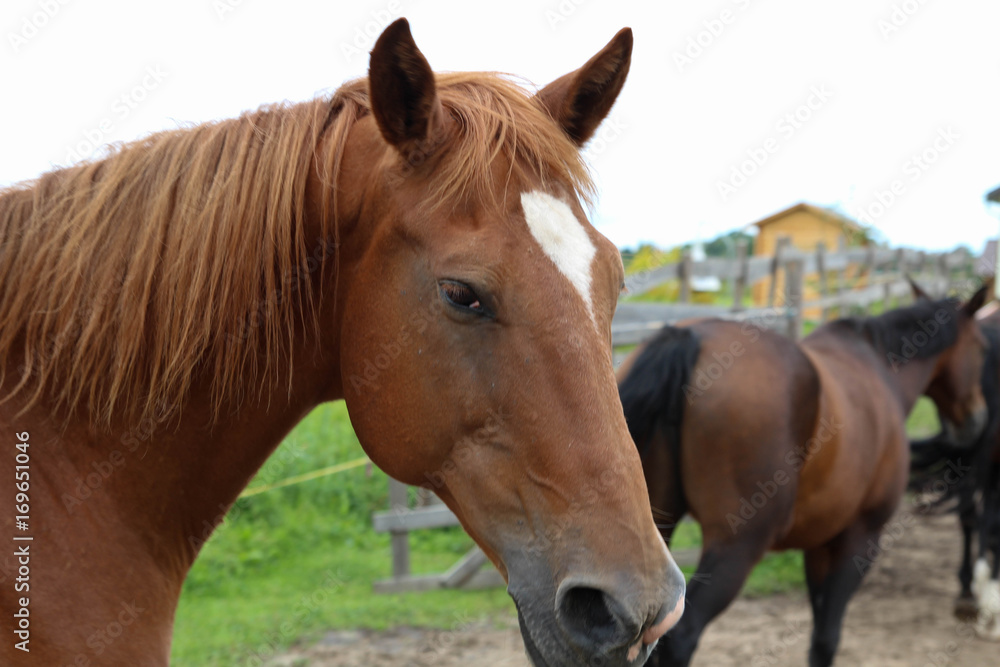 Horses grazing on pasture. Summer