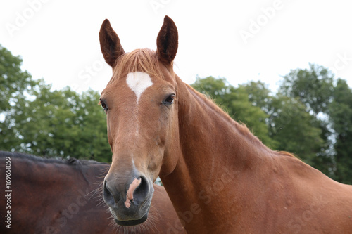 Horses grazing on pasture. Summer