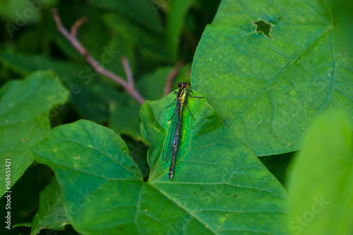 Greendragonfly sitting on the leaf, resting. Close look photo