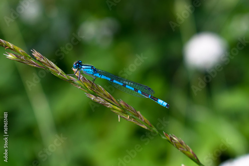 Blue dragonfly sitting on the plant, resting. Close look © Vadim