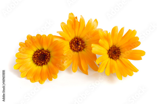 Fototapeta Naklejka Na Ścianę i Meble -  Calendula. Marigold flower isolated on white background