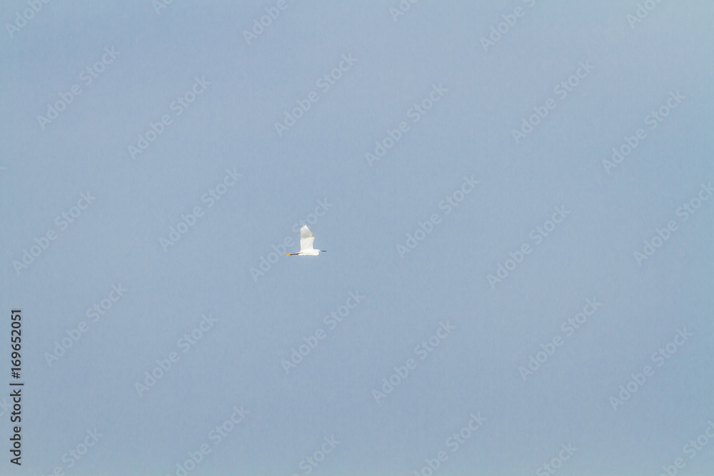 Fototapeta premium White Egret Flying / White Egret Flying Into The Air At Blue Sky Background.