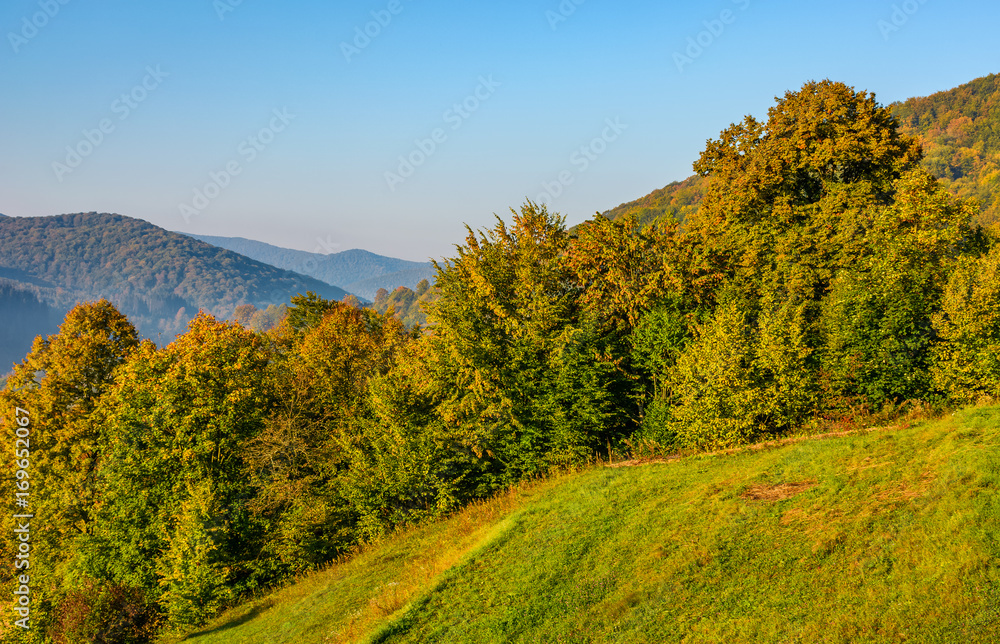 forest on hillside meadow at sunrise. beautiful scenery in early autumn