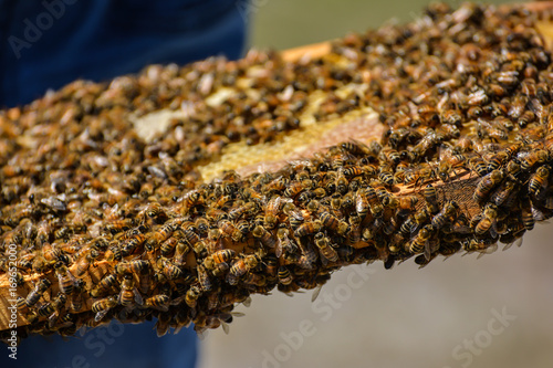 beekeeper is holding bees' honeycomb with bees in his hand. 