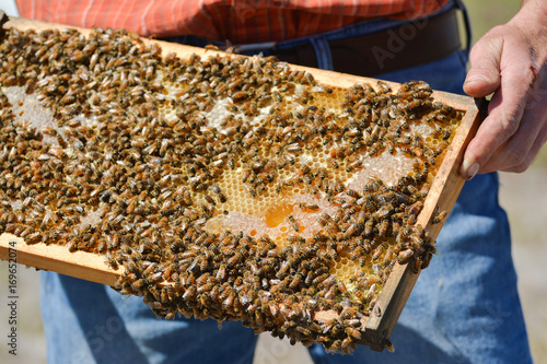 beekeeper is holding bees' honeycomb with bees in his hand. 