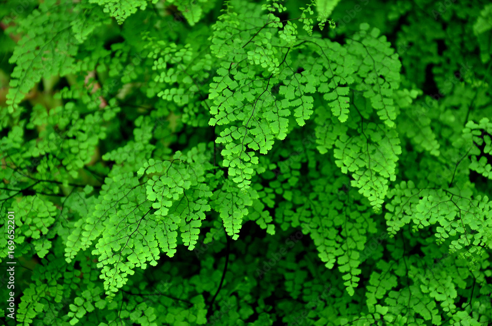 Exotic nature, Greenery of fresh plants in the garden with beautiful texture and shadow Exotic nature, Greenery of fresh plants in the garden with beautiful texture and shadow