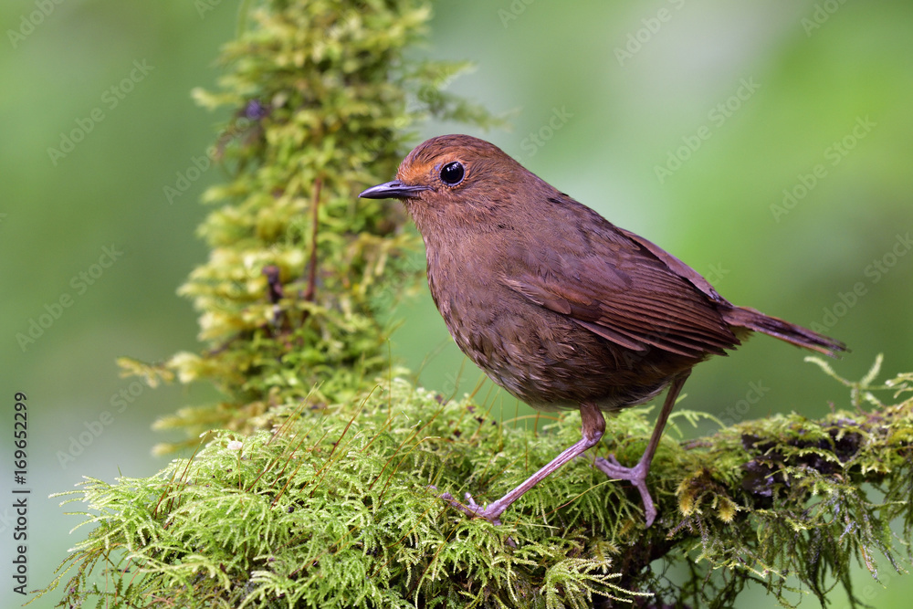 Fototapeta premium Female of White-browed Shortwing (Brachypteryx montana) beautiful brown bird fully perching on mossy ground in nature, fascinated nature