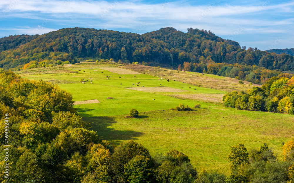 rural pasture fields near the forest on Carpathian hills. beautiful agricultural scenery in early autumn