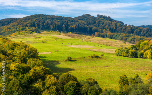 rural pasture fields near the forest on Carpathian hills. beautiful agricultural scenery in early autumn