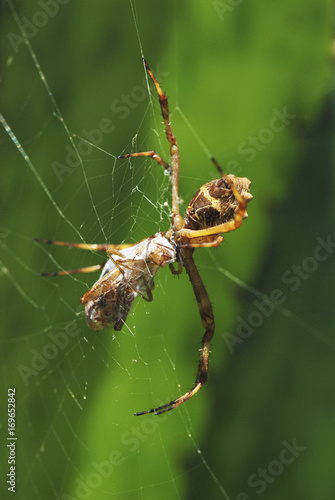 Aranha (Aracnídeo) | Spider