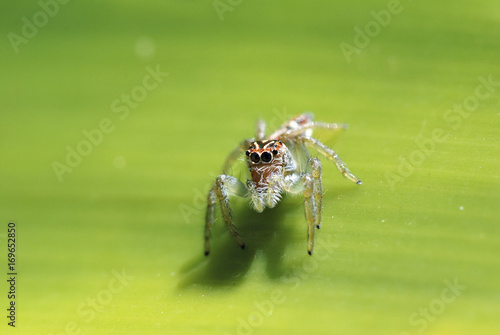 Aranha-saltadora (Salticidae) | Jumping spider