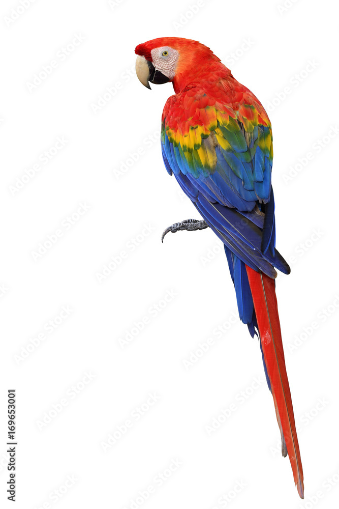 Obraz premium Papuga Ara szkarłatna pokazująca szczegółowo tylne pióra od głowy do ogona na białym tle (Ara macao)