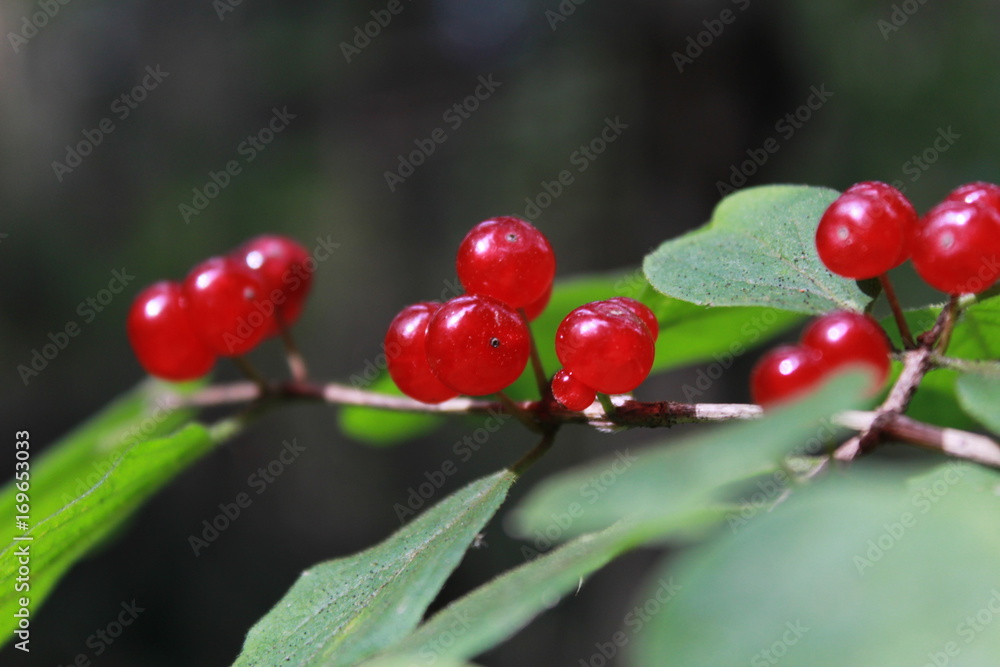 Red berry Red berry