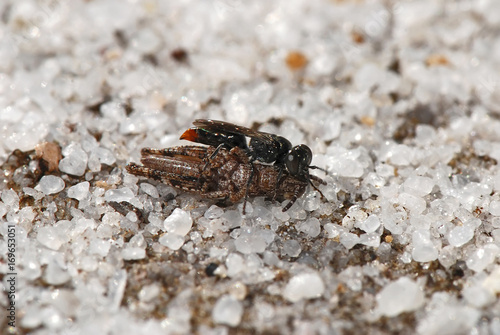 Vespa-caçadora (Hymenoptera) | Wasp-hunter