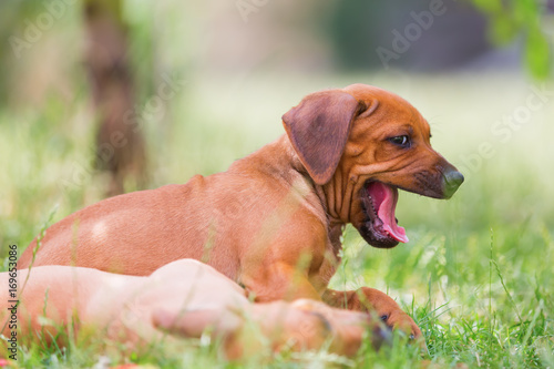 two Rhodesian Ridgeback puppies romp outdoors