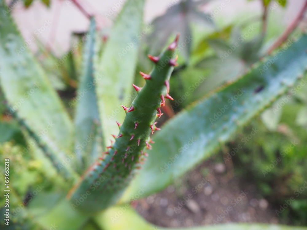 Aloe Vera Pflanze Nahaufnahme einer Spitze mit Dornen, botanischer Garten Köln Aloe Vera Pflanze Nahaufnahme einer Spitze mit Dornen, botanischer Garten Köln