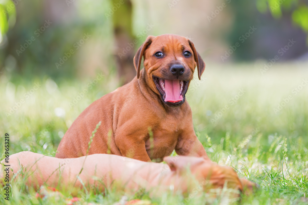 two Rhodesian Ridgeback puppies romp outdoors two Rhodesian Ridgeback puppies romp outdoors