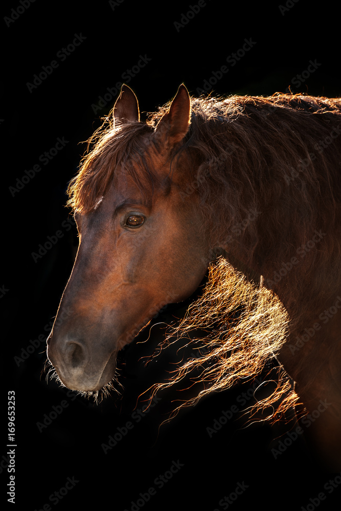 Fototapeta premium Red horse portrait with long mane in sunlight on black background