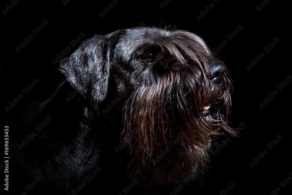 portrait of a black standard schnauzer with black background portrait of a black standard schnauzer with black background