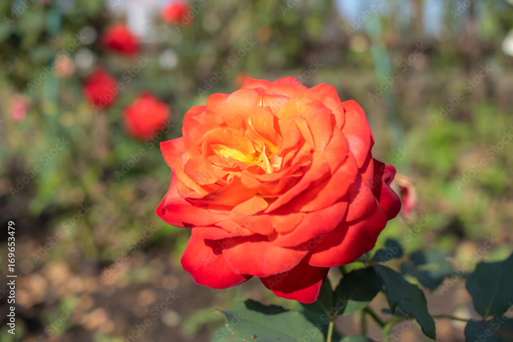 Fruite; Floribunda Rose, Orange Rose Made by Meilland in France, 1985 Fruite; Floribunda Rose, Orange Rose Made by Meilland in France, 1985