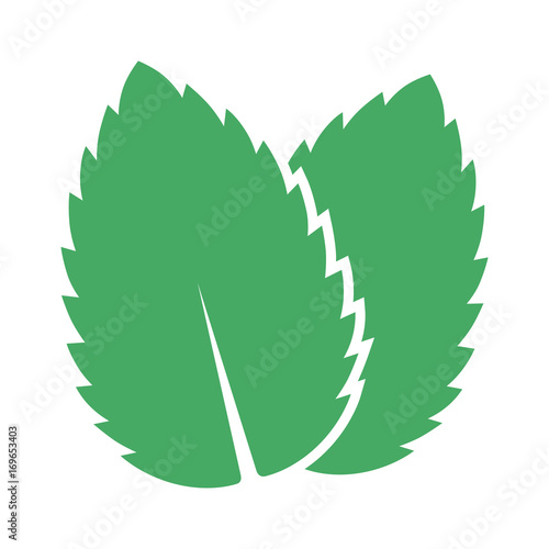 Two peppermint / spearmint mint or mentha leaves flat vector color icon for apps and websites