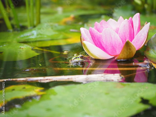 Frosch im Teich mit Seerose pink  botanischer Garten K  ln