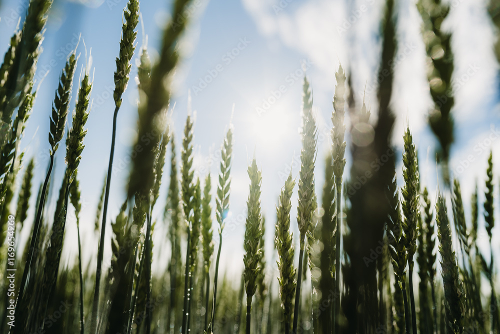 Fototapeta premium Field, sunshine, Finland