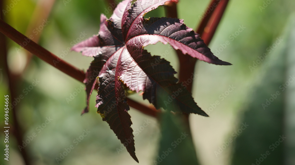 Burgundy sheet.plant. nature. Ricinus. Ricin. Castor-oil plant. oil