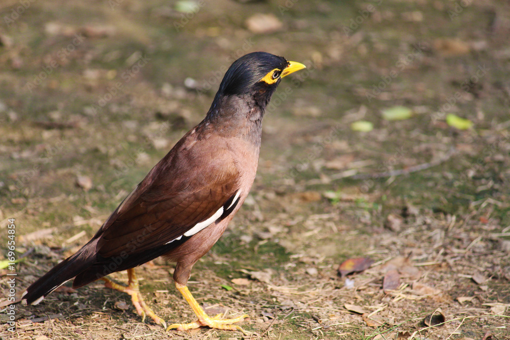 myna bird close up myna bird close up