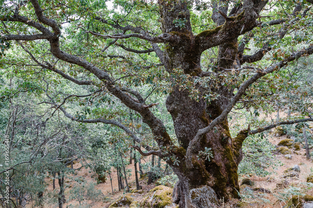 Roble melojo, Rebollo. Quercus pyrenaica. Parque Natural del Lago de Sanabria y alrededores.