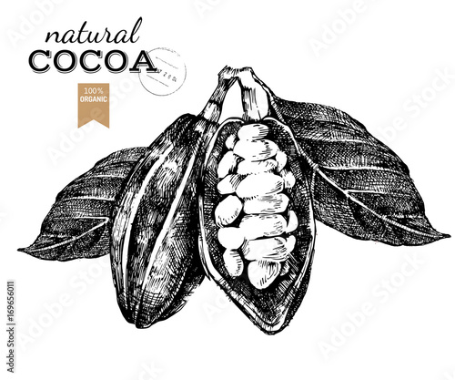 Hand drawn cocoa beans in vintage style