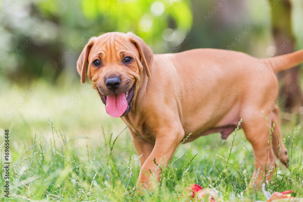 portrait of a Rhodesian Ridgeback puppy portrait of a Rhodesian Ridgeback puppy